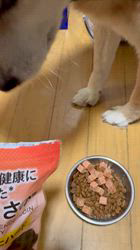 須田弘子ブリーダーからお迎えした柴犬：咲貴ちゃん