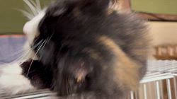 中村英裕ブリーダーからお迎えしたノルウェージャンフォレストキャット：フルちゃん