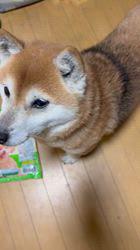 須田弘子ブリーダーからお迎えした柴犬：咲貴ちゃん