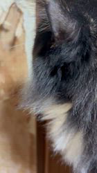 中村英裕ブリーダーからお迎えしたノルウェージャンフォレストキャット：フルちゃん