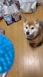 須田弘子ブリーダーからお迎えした柴犬：咲貴ちゃん