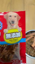 須田弘子ブリーダーからお迎えした柴犬：咲貴ちゃん