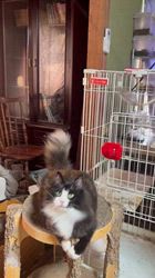 中村英裕ブリーダーからお迎えしたノルウェージャンフォレストキャット：フルちゃん