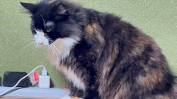 中村英裕ブリーダーからお迎えしたノルウェージャンフォレストキャット：フルちゃん