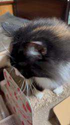 中村英裕ブリーダーからお迎えしたノルウェージャンフォレストキャット：フルちゃん