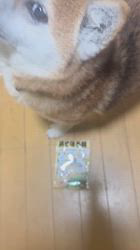 須田弘子ブリーダーからお迎えした柴犬：咲貴ちゃん