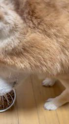 須田弘子ブリーダーからお迎えした柴犬：咲貴ちゃん