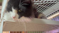 中村英裕ブリーダーからお迎えしたノルウェージャンフォレストキャット：フルちゃん