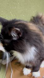 中村英裕ブリーダーからお迎えしたノルウェージャンフォレストキャット：フルちゃん