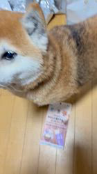 須田弘子ブリーダーからお迎えした柴犬：咲貴ちゃん