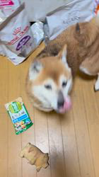 須田弘子ブリーダーからお迎えした柴犬：咲貴ちゃん