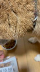 須田弘子ブリーダーからお迎えした柴犬：咲貴ちゃん