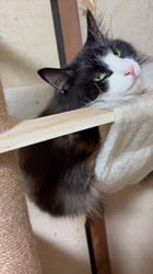 中村英裕ブリーダーからお迎えしたノルウェージャンフォレストキャット：フルちゃん