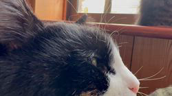 中村英裕ブリーダーからお迎えしたノルウェージャンフォレストキャット：フルちゃん