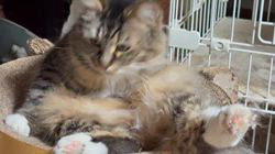 中村英裕ブリーダーからお迎えしたノルウェージャンフォレストキャット：フルちゃん