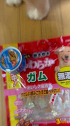 須田弘子ブリーダーからお迎えした柴犬：咲貴ちゃん