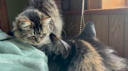 中村英裕ブリーダーからお迎えしたノルウェージャンフォレストキャット：フルちゃん