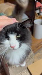 中村英裕ブリーダーからお迎えしたノルウェージャンフォレストキャット：フルちゃん