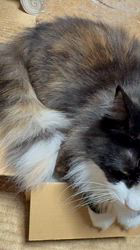 中村英裕ブリーダーからお迎えしたノルウェージャンフォレストキャット：フルちゃん