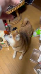 須田弘子ブリーダーからお迎えした柴犬：咲貴ちゃん