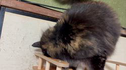 中村英裕ブリーダーからお迎えしたノルウェージャンフォレストキャット：フルちゃん