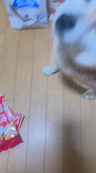 須田弘子ブリーダーからお迎えした柴犬：咲貴ちゃん