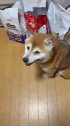 須田弘子ブリーダーからお迎えした柴犬：咲貴ちゃん
