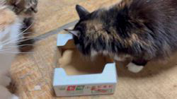 中村英裕ブリーダーからお迎えしたノルウェージャンフォレストキャット：フルちゃん