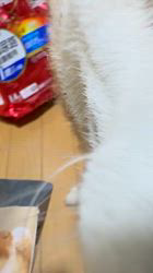 須田弘子ブリーダーからお迎えした柴犬：咲貴ちゃん