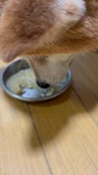 須田弘子ブリーダーからお迎えした柴犬：咲貴ちゃん