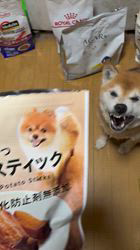 須田弘子ブリーダーからお迎えした柴犬：咲貴ちゃん