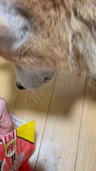 須田弘子ブリーダーからお迎えした柴犬：咲貴ちゃん