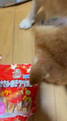 須田弘子ブリーダーからお迎えした柴犬：咲貴ちゃん