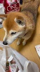須田弘子ブリーダーからお迎えした柴犬：咲貴ちゃん