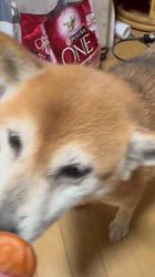 須田弘子ブリーダーからお迎えした柴犬：咲貴ちゃん