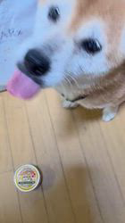 須田弘子ブリーダーからお迎えした柴犬：咲貴ちゃん