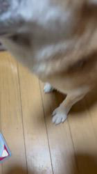 須田弘子ブリーダーからお迎えした柴犬：咲貴ちゃん