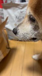 須田弘子ブリーダーからお迎えした柴犬：咲貴ちゃん