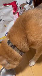 須田弘子ブリーダーからお迎えした柴犬：咲貴ちゃん