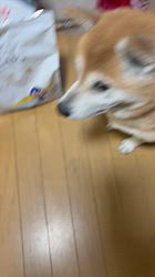 須田弘子ブリーダーからお迎えした柴犬：咲貴ちゃん