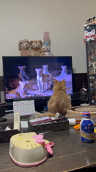 岸美桜ブリーダーからお迎えしたミヌエット：ニコちゃん