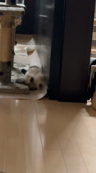 岸美桜ブリーダーからお迎えしたミヌエット：ニコちゃん