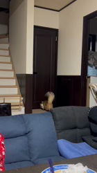 岸美桜ブリーダーからお迎えしたミヌエット：ニコちゃん