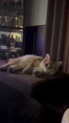 岸美桜ブリーダーからお迎えしたミヌエット：ニコちゃん