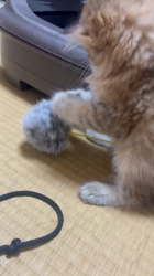 岸美桜ブリーダーからお迎えしたミヌエット：ニコちゃん