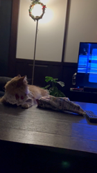 岸美桜ブリーダーからお迎えしたミヌエット：ニコちゃん