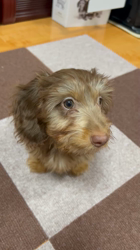 高野眞弓ブリーダーからお迎えしたカニンヘンダックスフンド(ワイアー):ナナちゃん