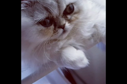 村上拓ブリーダーからお迎えしたペルシャ(チンチラ)：エミリアちゃん