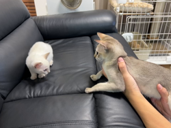 藤田悦代ブリーダーからお迎えしたシンガプーラ：チルくん