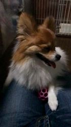 後藤喜代美ブリーダーからお迎えしたパピヨン：NANAちゃん